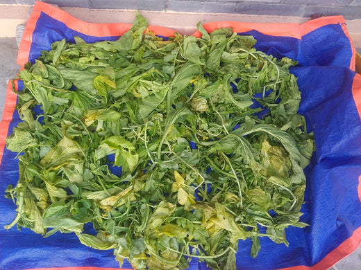 Espinaca