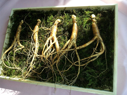 Ginseng y ginkgo biloba