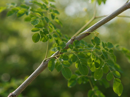 Moringa