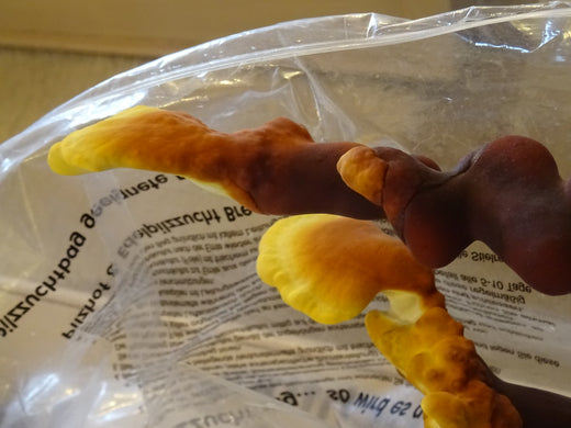 Reishi