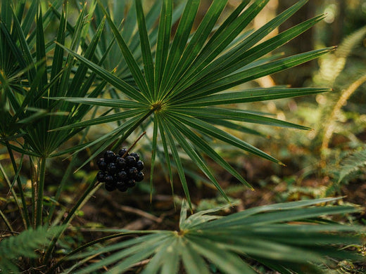 Saw palmetto