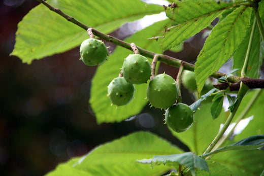 Castaño de indias