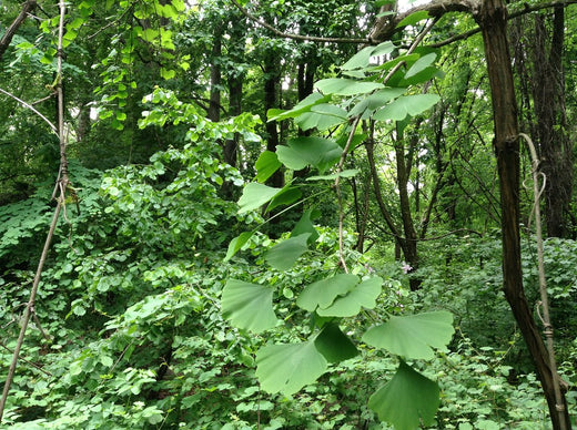 Ginkgo biloba