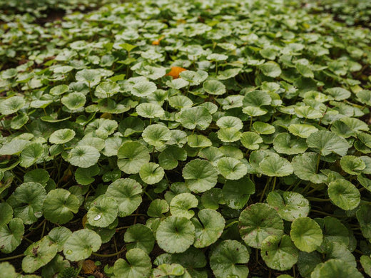 Gotu kola