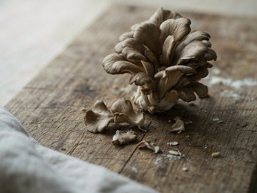 Maitake