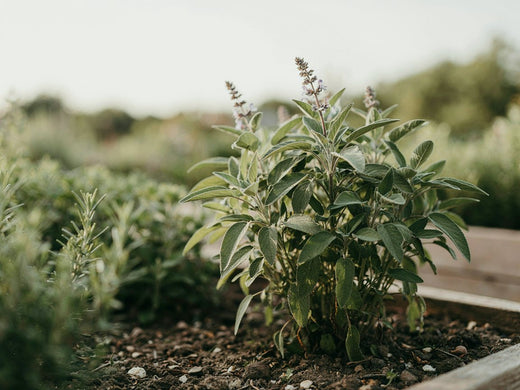Salvia