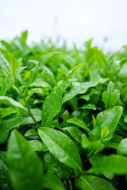 Té verde